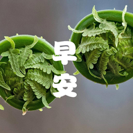 成友早安软件