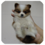 写作文神器软件