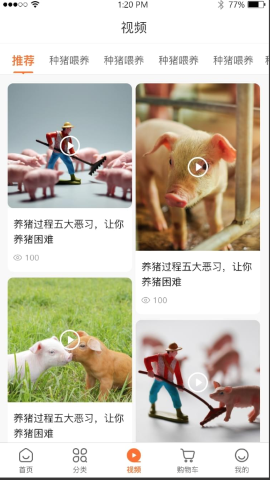养猪一加一 养猪一加一