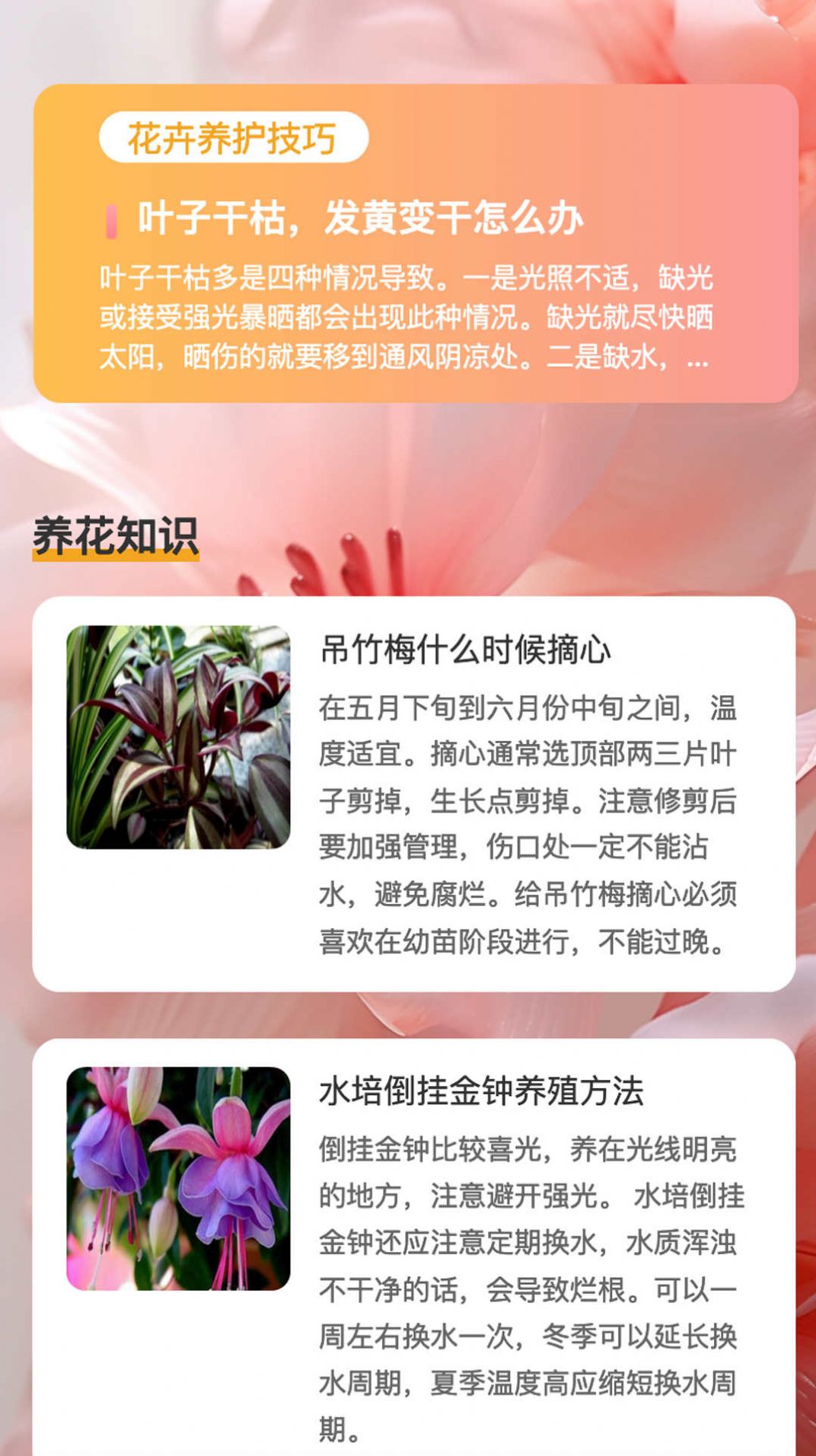 花蕊看看 花蕊看看
