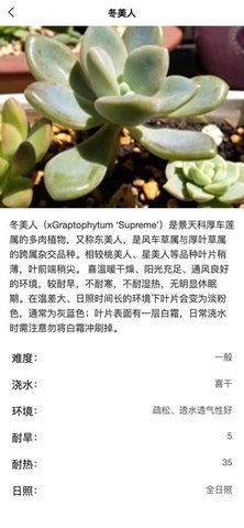 梦幻绿植 梦幻绿植