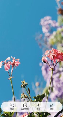 桌面每日壁纸软件