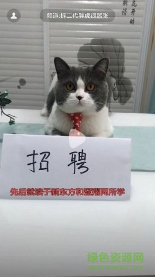 哈萌视频软件