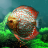 热带鱼水族馆手游