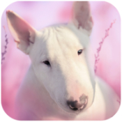 斗牛犬狗模拟器（Bull Terier Dog Simulator）手游